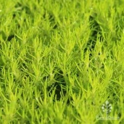 Sagina Subulata Aurea – Scotch Moss 19 Sagina Subulata Aurea – Scotch Moss -Plant Sale Store apo scotch moss closeup