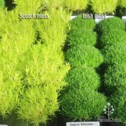 Sagina Subulata Aurea – Scotch Moss 24 Sagina Subulata Aurea – Scotch Moss -Plant Sale Store apo scotch moss irish moss compare