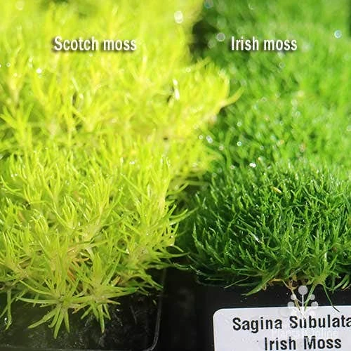 Sagina Subulata Aurea – Scotch Moss 7 Sagina Subulata Aurea – Scotch Moss - Image 5