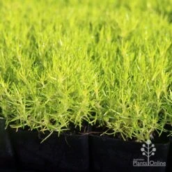 Sagina Subulata Aurea – Scotch Moss 16 Sagina Subulata Aurea – Scotch Moss -Plant Sale Store apo scotch moss leaves