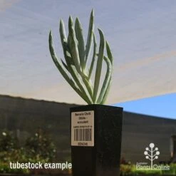 Senecio Chalk Sticks - Succulent 25 Senecio Chalk Sticks - Succulent -Plant Sale Store apo seneci ochalk sticks tubestock sun