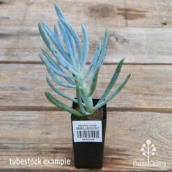Senecio Chalk Sticks - Succulent 19 Senecio Chalk Sticks - Succulent -Plant Sale Store apo senecio chalk staicks tubestock current