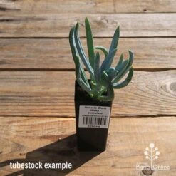 Senecio Chalk Sticks - Succulent 17 Senecio Chalk Sticks - Succulent -Plant Sale Store apo senecio chalk sticks tubestock
