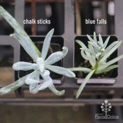 Senecio Chalk Sticks - Succulent 26 Senecio Chalk Sticks - Succulent -Plant Sale Store apo senecio chalk sticks v blue falls 1