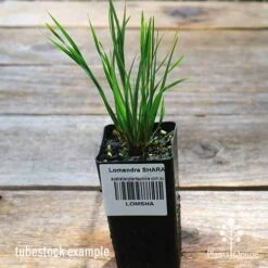 Lomandra SHARA 14 Lomandra SHARA -Plant Sale Store apo shara tubestock top