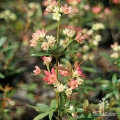 Ceratopetalum Shiraz - Christmas Bush -Plant Sale Store apo shiraz ceratopetalum true flowers