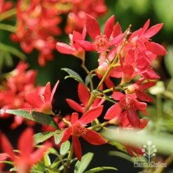 Ceratopetalum Shiraz - Christmas Bush -Plant Sale Store apo shiraz christmas bush flowers