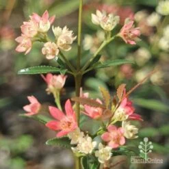 Ceratopetalum Shiraz - Christmas Bush -Plant Sale Store apo shiraz christmas bush true flowers
