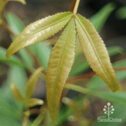 Ceratopetalum Shiraz - Christmas Bush -Plant Sale Store apo shiraz new leaf