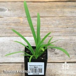 Agapanthus Silver Baby 11 Agapanthus Silver Baby -Plant Sale Store apo silver baby tubestock