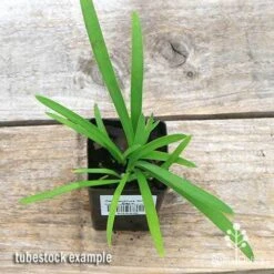 Agapanthus Silver Baby 14 Agapanthus Silver Baby -Plant Sale Store apo silver baby tubestock top