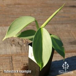 Philodendron Silver Sword -Plant Sale Store apo silver sword tubestock top