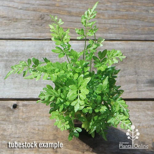 Pteris - Slender Brake Fern 4 Pteris - Slender Brake Fern - Image 2