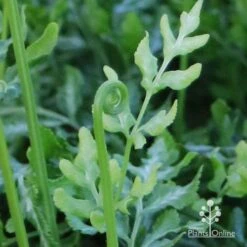 Pteris - Slender Brake Fern 22 Pteris - Slender Brake Fern -Plant Sale Store apo slender pteris curl