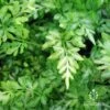 Pteris - Slender Brake Fern -Plant Sale Store apo slender pteris plants