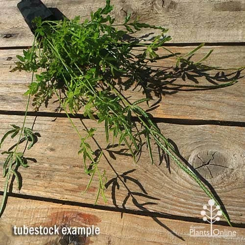 Pteris - Slender Brake Fern 11 Pteris - Slender Brake Fern - Image 9