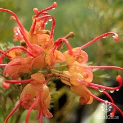 Grevillea Soopa Doopa 21 Grevillea Soopa Doopa -Plant Sale Store apo soopa doopa closeup