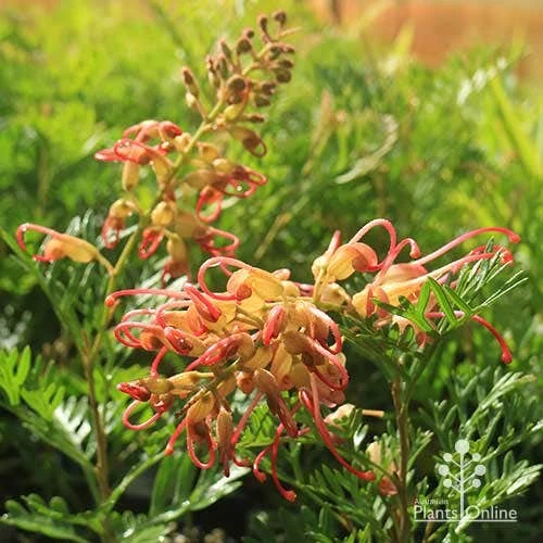Grevillea Soopa Doopa 13 Grevillea Soopa Doopa - Image 11