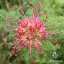 Grevillea Soopa Doopa 16 Grevillea Soopa Doopa -Plant Sale Store apo soopa doopa full open
