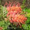 Grevillea Soopa Doopa 1 Grevillea Soopa Doopa -Plant Sale Store apo soopa doopa pair