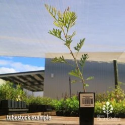 Grevillea Soopa Doopa 17 Grevillea Soopa Doopa -Plant Sale Store apo soopa doopa tubestock