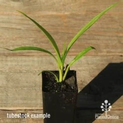 Spathoglottis Purple Haze - Native Orchid 7 Spathoglottis Purple Haze - Native Orchid -Plant Sale Store apo spathoglottis purple haze tubestock