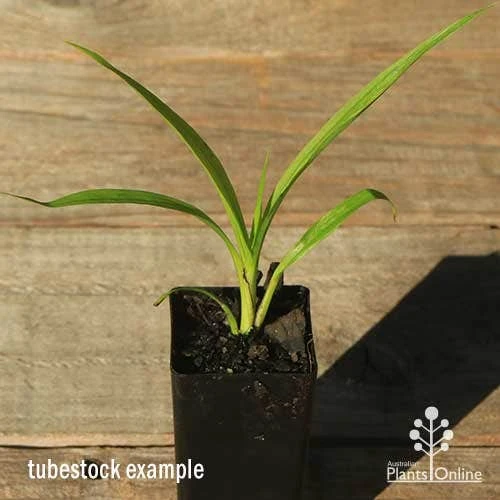 Spathoglottis Purple Haze - Native Orchid 5 Spathoglottis Purple Haze - Native Orchid - Image 3