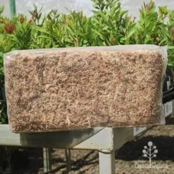 Sphagnum Moss 12L -Plant Sale Store apo sphagnum sun