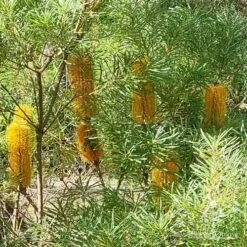 Plant Sale Store 12 Plant Sale Store -Plant Sale Store apo spinulosa flowers