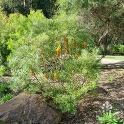 Banksia Spinulosa - Hairpin Banksia 15 Banksia Spinulosa - Hairpin Banksia -Plant Sale Store apo spinulosa in winter