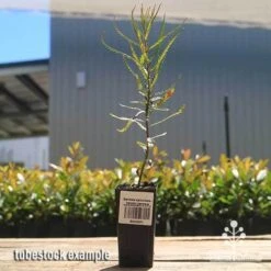 Banksia Spinulosa - Hairpin Banksia 12 Banksia Spinulosa - Hairpin Banksia -Plant Sale Store apo spinulosa tubestock