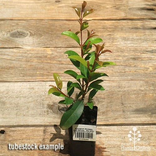 Syzygium Straight And Narrow - Lilly Pilly 4 Syzygium Straight And Narrow - Lilly Pilly - Image 2