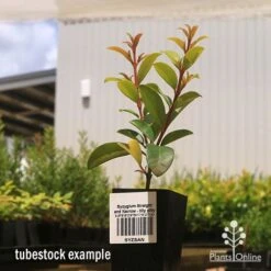 Syzygium Straight And Narrow - Lilly Pilly 13 Syzygium Straight And Narrow - Lilly Pilly -Plant Sale Store apo straight and narrow tubestock