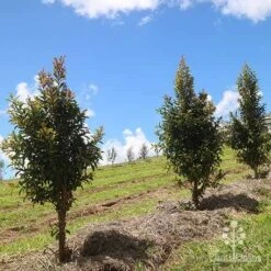 Syzygium Straight And Narrow - Lilly Pilly 12 Syzygium Straight And Narrow - Lilly Pilly -Plant Sale Store apo straight narrow nursery planting