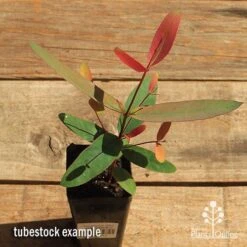 Eucalyptus Olida - Strawberry Gum -Plant Sale Store apo strawberry gum tubestock top