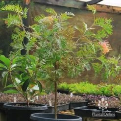 Grevillea Strawberry Pops 26 Grevillea Strawberry Pops -Plant Sale Store apo strawberry pops grevillea motherstock pot