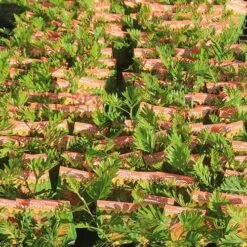 Grevillea Strawberry Pops 41 Grevillea Strawberry Pops -Plant Sale Store apo strawberry pops grrevillea tubestock labelled