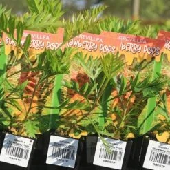 Grevillea Strawberry Pops 27 Grevillea Strawberry Pops -Plant Sale Store apo strawberry pops grrevillea tubestock labels