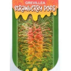 Grevillea Strawberry Pops 40 Grevillea Strawberry Pops -Plant Sale Store apo strawberry pops label