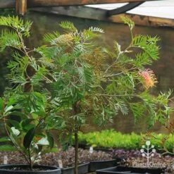 Grevillea Strawberry Pops 34 Grevillea Strawberry Pops -Plant Sale Store apo strawberry pops motherstock pot