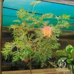 Grevillea Strawberry Pops 39 Grevillea Strawberry Pops -Plant Sale Store apo strawberry pops motherstock young