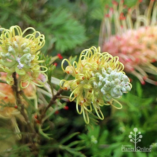 Grevillea Strawberry Sundae 10 Grevillea Strawberry Sundae - Image 8