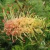 Grevillea Strawberry Sundae 2 Grevillea Strawberry Sundae -Plant Sale Store apo strawberry sundae grevillea flower
