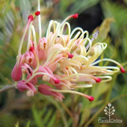 Grevillea Strawberry Sundae 4 Grevillea Strawberry Sundae - Image 2