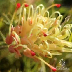 Grevillea Strawberry Sundae 14 Grevillea Strawberry Sundae -Plant Sale Store apo strawberry sundae grevillea sun
