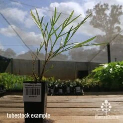 Grevillea Strawberry Sundae 12 Grevillea Strawberry Sundae -Plant Sale Store apo strawberry sundae tubestock side