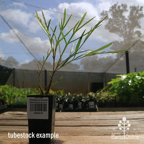 Grevillea Strawberry Sundae 5 Grevillea Strawberry Sundae - Image 3