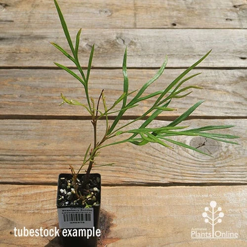 Grevillea Strawberry Sundae 9 Grevillea Strawberry Sundae - Image 7