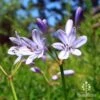 Agapanthus Streamline 2 Agapanthus Streamline -Plant Sale Store apo streamline agapanthus flowers