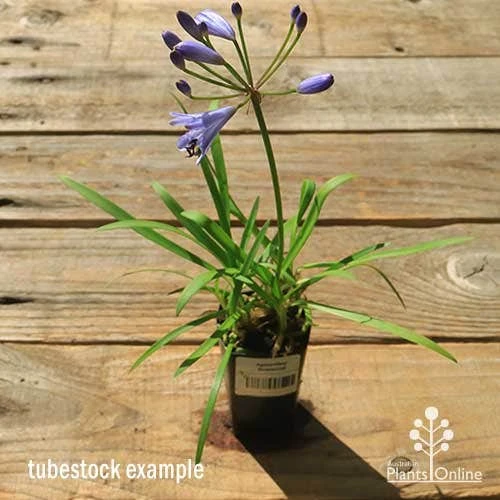 Agapanthus Streamline 4 Agapanthus Streamline - Image 2